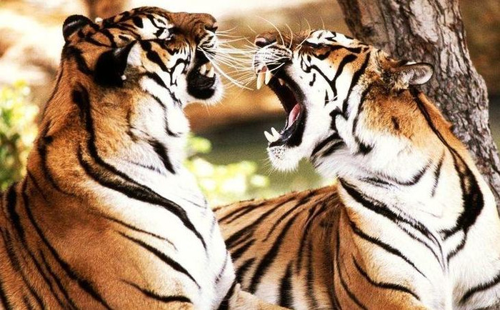 虎年春节对联大全2022【最新春节对联】