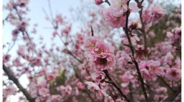 春节散文【2022春节散文】