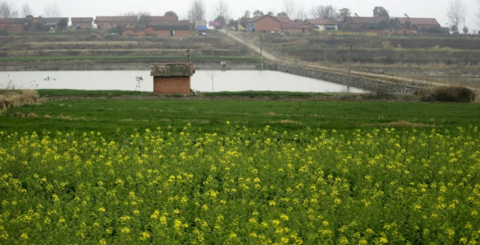 告诉你一棵稗子提心吊胆的春天【告诉你一棵稗子提心吊胆的春天感想】