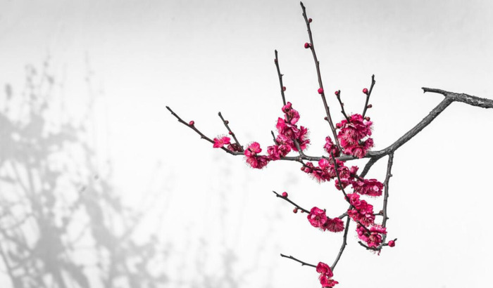 告诉你一棵稗子提心吊胆的春天【告诉你一棵稗子提心吊胆的春天感想】