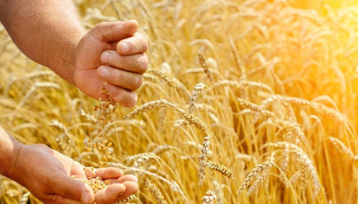 告诉你一棵稗子提心吊胆的春天【告诉你一棵稗子提心吊胆的春天感想】