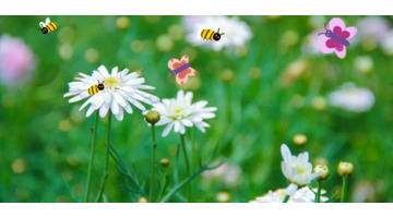 画一画春天的简单图画幼儿园【画一画春天的简单图画小班】