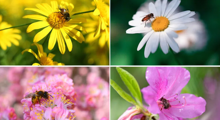 画一画春天的简单图画幼儿园【画一画春天的简单图画小班】