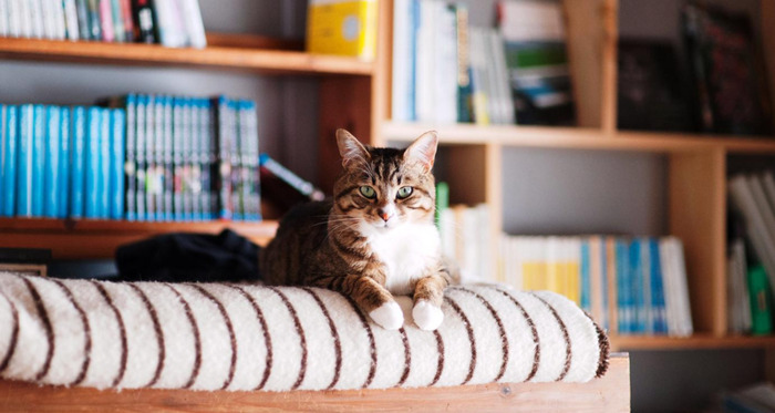 书店logo设计【书店logo设计图片大全】