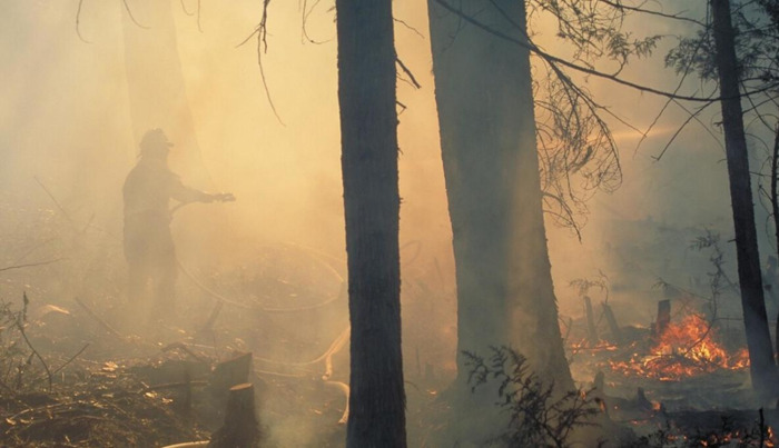 森林防火心得体会50字小学【森林防火感想50字】