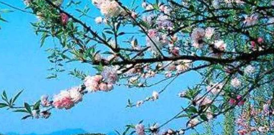 描写煮茶的唯美句子【煮酒对烹茶是哪首诗】