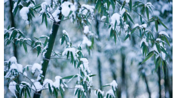 赞美竹子的语言【关于描写竹子的好句】