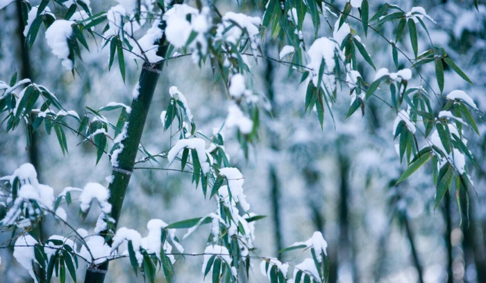 赞美竹子的语言【关于描写竹子的好句】