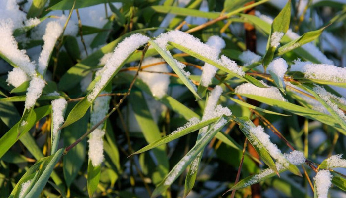 赞美竹子的语言【关于描写竹子的好句】