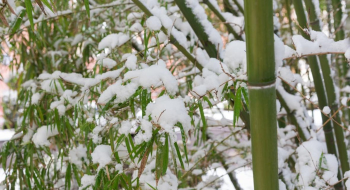 赞美竹子的语言【关于描写竹子的好句】