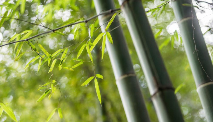 赞美竹子的语言【关于描写竹子的好句】