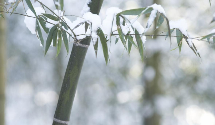 赞美竹子的语言【关于描写竹子的好句】