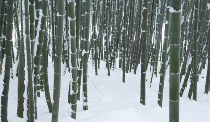 赞美竹子的语言【关于描写竹子的好句】