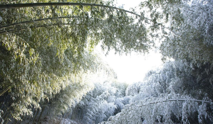 赞美竹子的语言【关于描写竹子的好句】