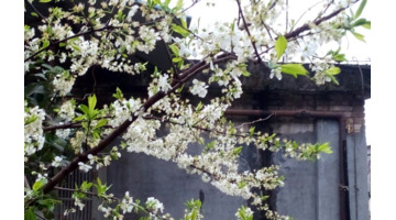 花瓣落满地很美的句子简短【形容花落满地很美的句子】