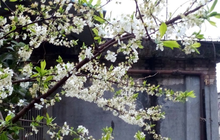花瓣落满地很美的句子简短【形容花落满地很美的句子】