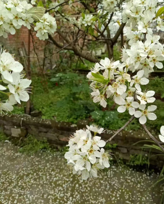 花瓣落满地很美的句子简短【形容花落满地很美的句子】