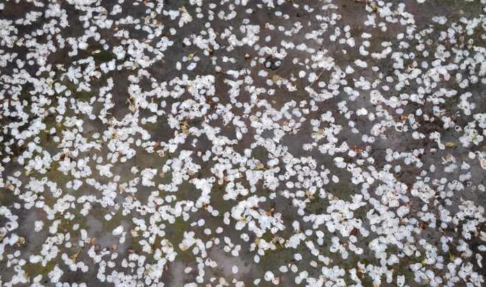 花瓣落满地很美的句子简短【形容花落满地很美的句子】