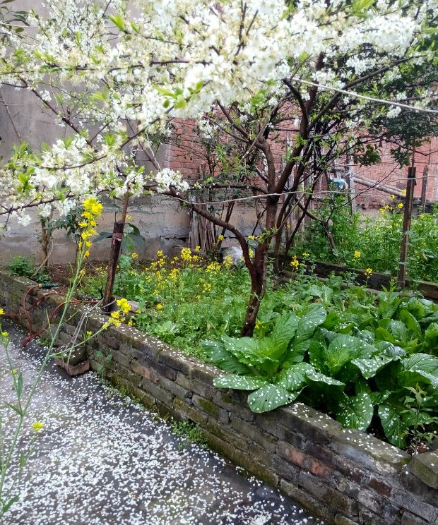 花瓣落满地很美的句子简短【形容花落满地很美的句子】