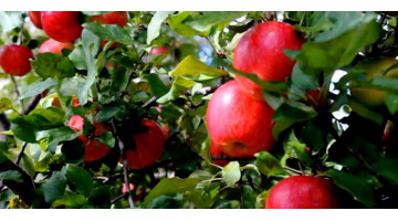 描写苹果的词语和句子简短