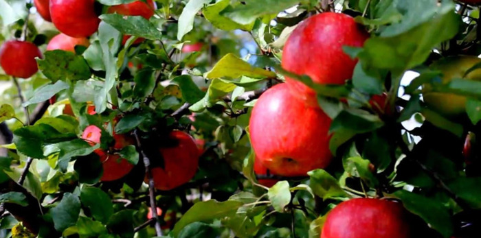 描写苹果的词语和句子简短