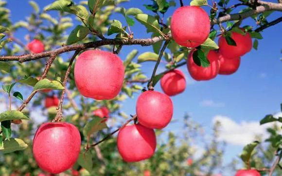 描写苹果的词语和句子简短