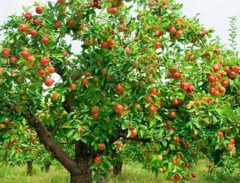 描写苹果的词语和句子简短