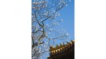 结婚祝福一到十祝福语