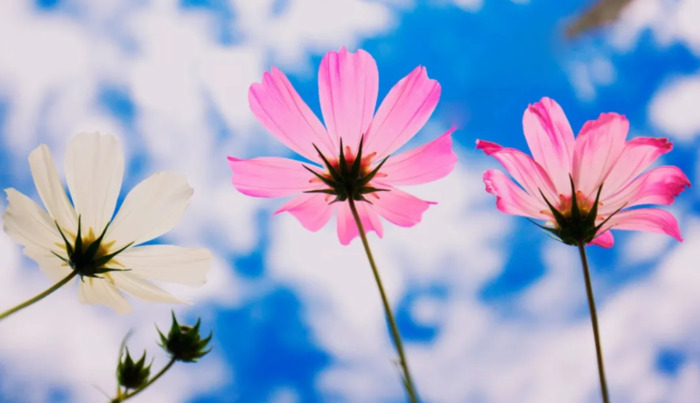 人生匆匆的经典句子,感慨人生短暂的句子