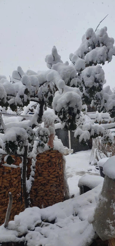 描写赏雪的美好心情【形容赏雪心情】