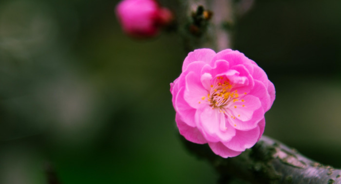 赏梅花的心情句子