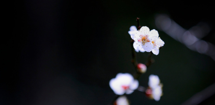 赏梅花的心情句子