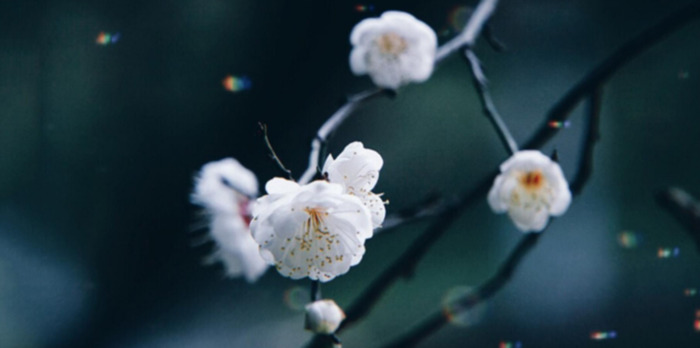 赏梅花的心情句子