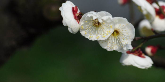 赏梅花的心情句子