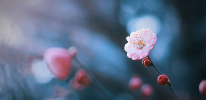 赏梅花的心情句子