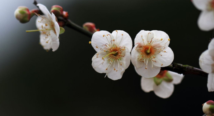 赏梅花的心情句子