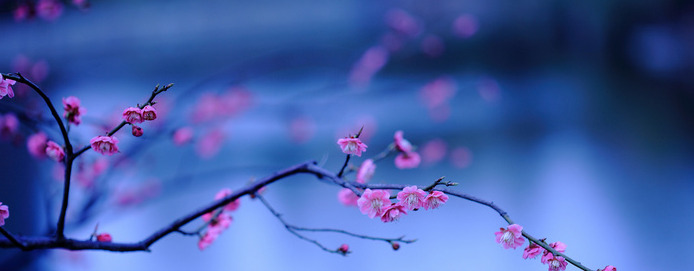 赏梅花的心情句子