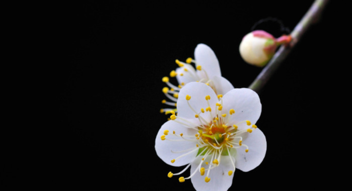 赏梅花的心情句子