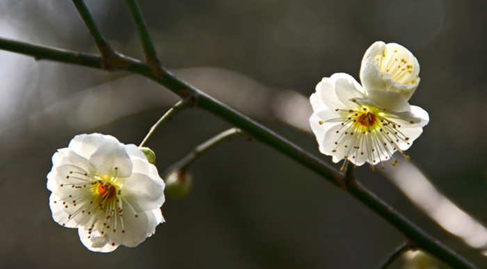 赏梅花的心情句子