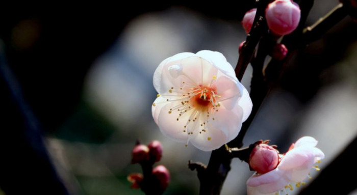 赏梅花的心情句子