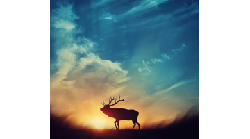 人心善良的经典语录努力拼搏的句子