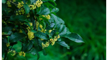 期待花开经典语录【期待开花结果的唯美句子】