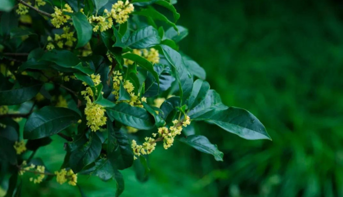 期待花开经典语录【期待开花结果的唯美句子】