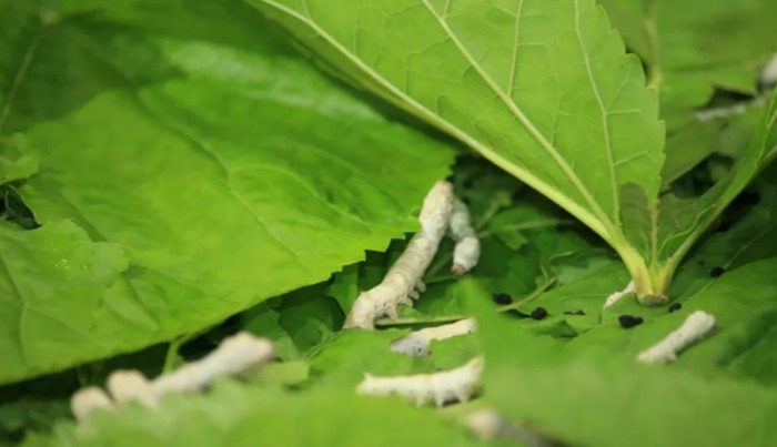 期待花开经典语录【期待开花结果的唯美句子】