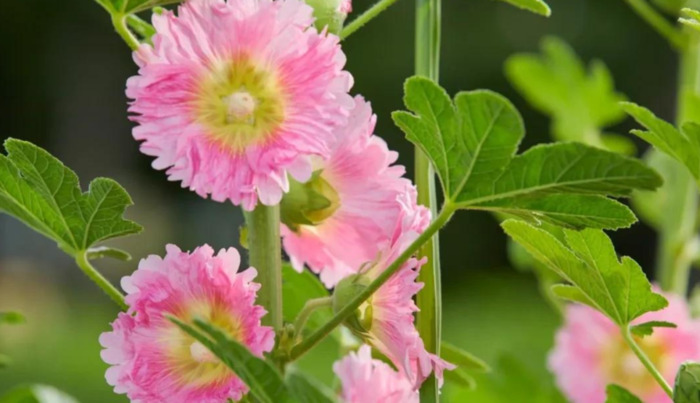 期待花开经典语录【期待开花结果的唯美句子】