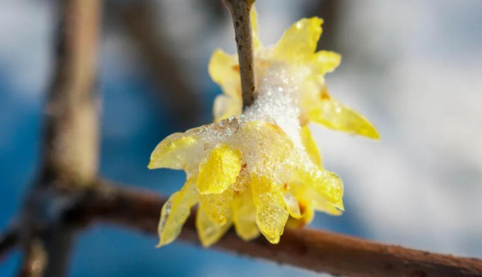 期待花开经典语录【期待开花结果的唯美句子】