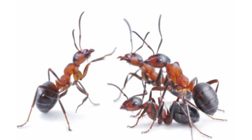 有趣的蚂蚁作文300字三年级