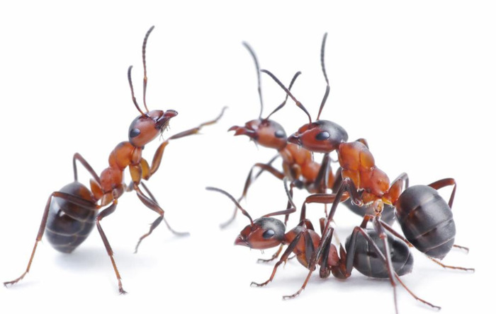 有趣的蚂蚁作文300字三年级