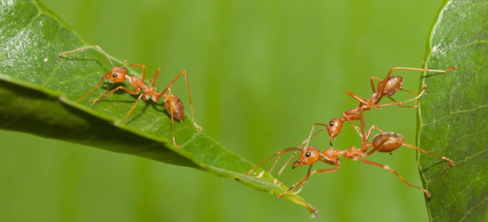 有趣的蚂蚁作文300字三年级