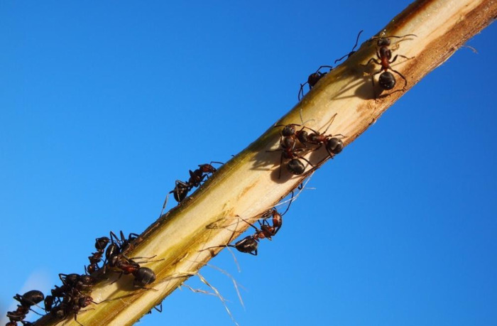 有趣的蚂蚁作文300字三年级